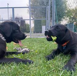 Scuola cani guida e da assistenza Selvazzano Puppy Walker OdV