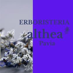 Althea