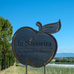 Azienda Agricola Collazzone S.S. La Saporita