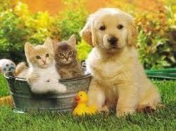 Il Nido dei Cuccioli
