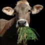 Mucca
