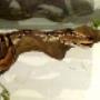 Hobbyzoo Nocera Inferiore
