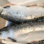 Prodotti Ittici - Fish & Fruit