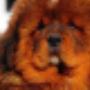 Mister MIX Dog