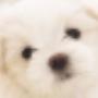 Mister MIX Dog