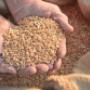 Sementi per L'Agricoltura