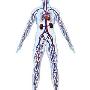 Endocrinologia Marcolongo