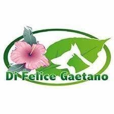 Di Felice Gaetano