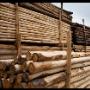 Tronchi di Legno