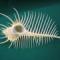 murex pecten