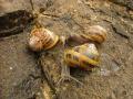 Aspersa Maxima