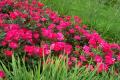Le rose