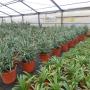 Aloe arborescens e Agapanthus
