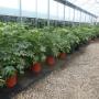 Aralia