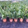 Aspidistra elatior