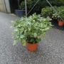 Aucuba japonica crotonifolia