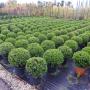 Buxus sempervirens