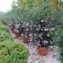 Camellia e Azalea