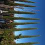 Cupressus sempervirens