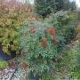 Nandina domestica