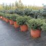 Picea nidiformis