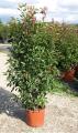 Photinia fraseri red robin