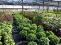 Pittosporum tobira nanum