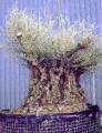 olea-europea