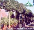 photinia