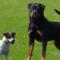 BROOKSBY (jack russell terrier, pelo liscio, bianco arancio) & NILO DI ALBASCURA (rottweiler)