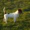FLOYD DI ALBASCURA (pelo liscio, bianco arancio)