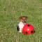 ICARO DI ALBASCURA (JRT pelo liscio, tricolore)