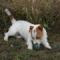 LORY DI ALBASCURA (JRT, pelo broken, bianco arancio)