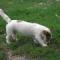ODRY DI ALBASCURA (JRT, pelo ruvido, bianco arancio)