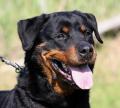 CORA DI ALBASCURA fotografata per "Speciale Cani Utili"