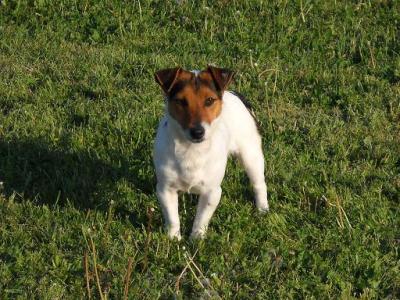 GOLIA-pelo-ruvido-