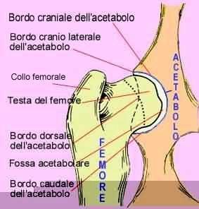 DISPLASIA