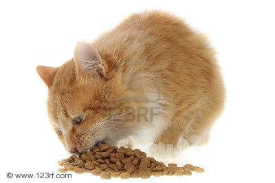 GATTO