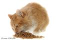 LA SALUTE DEL TUO GATTO INIZIA DA UNA BUONA ALIMENTAZIONE
