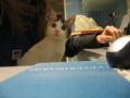 IL GATTO E IL VETERINARIO.......