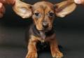 LE MALATTIE DELL'ORECCHIO NEL CANE