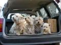 IN VIAGGIO A 4 ZAMPE...