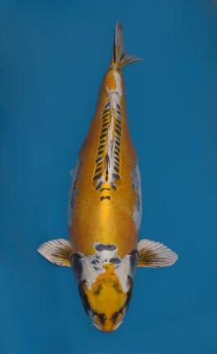 CARPE-KOI