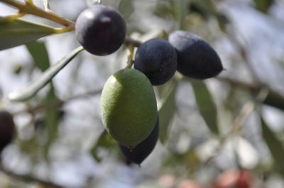 Albero-dulivo-secolare
