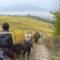 Trekking della vendemmia
