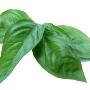 Basilico Foglie