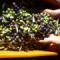 OLIVE APPENA RACCOLTE