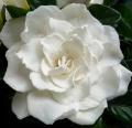 Incenso aromatizzato alla GARDENIA in grani gr.500 Sconto 30%