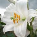 Incenso aromatizzato al GIGLIO in grani gr.500 - Sconto 30%