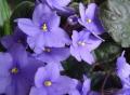 Incenso aromatizzato alla VIOLA in grani gr.500 Sconto 30%